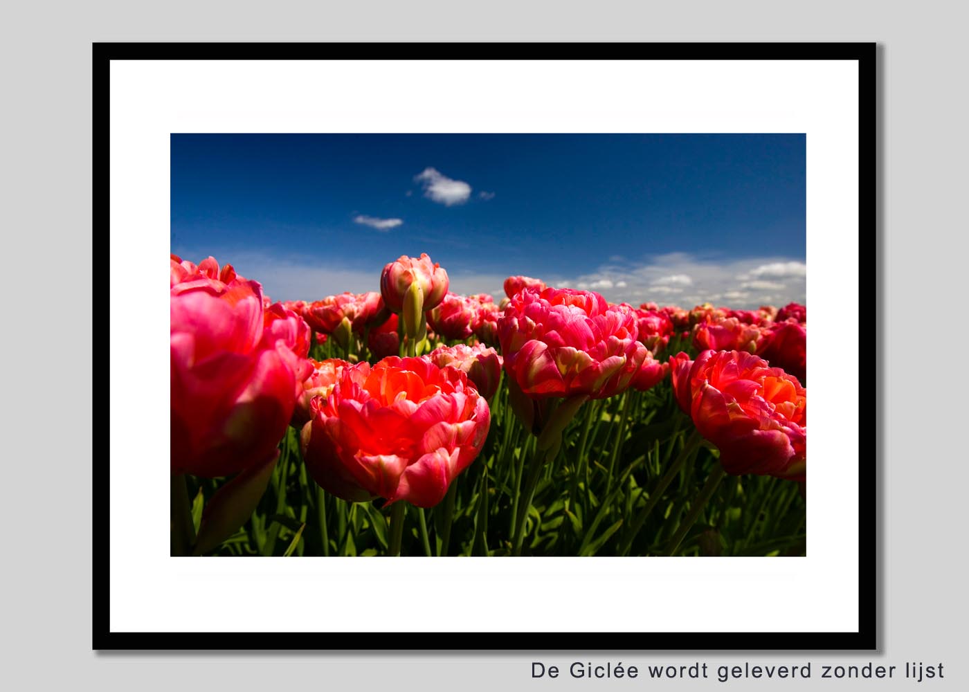 Tulpen 1